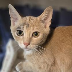 Shelter Stray Female Cat last seen Junction Avenue, LIVERMORE, CA, 94551, 8323 Baldwin St, Oakland, CA 94621, USA