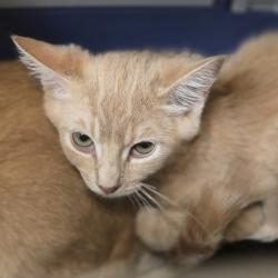 Shelter Stray Female Cat last seen Junction Avenue, LIVERMORE, CA, 94551, 8323 Baldwin St, Oakland, CA 94621, USA