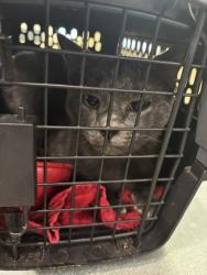 Shelter Stray Male Cat last seen Brian Ave, VIRGINIA BEACH, VA, 23462, 341 S Birdneck Rd, Virginia Beach, VA 23451, USA