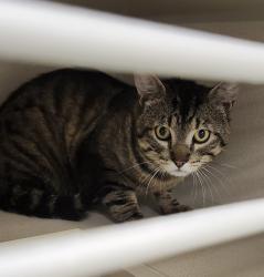Shelter Stray Male Cat last seen Elizabeth Avenue, BREMERTON, WA, 98337, 9167 Dickey Rd NW, Silverdale, WA 98383, USA