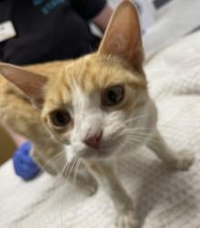 Shelter Stray Female Cat last seen Near W 7th Avenue, Escondido, CA, 92025, Escondido, CA 92027, USA