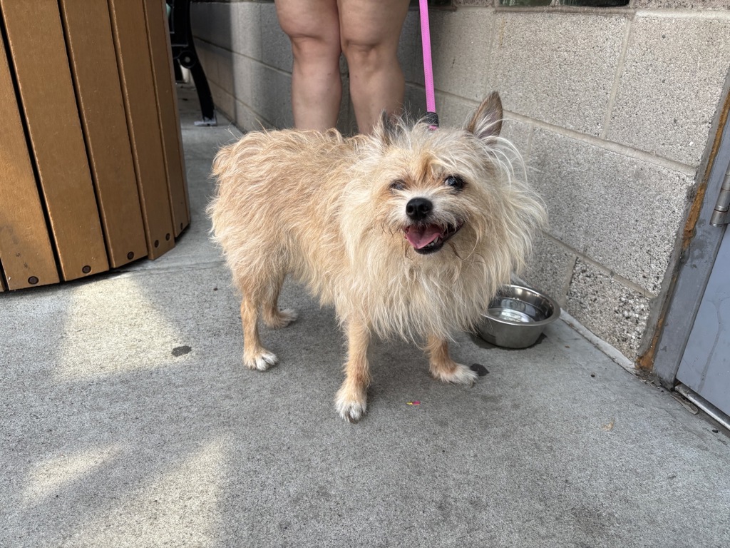 Shelter Stray Female Dog last seen Near E 129 Street, NEW YORK, NY, 10035, 326 E 110th St, New York, NY 10029, USA