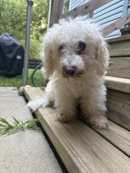 Found/Stray Male Dog last seen Alliston Hollow Way & Alliston Hollow Ct Intersection, Gaithersburg, MD 20879