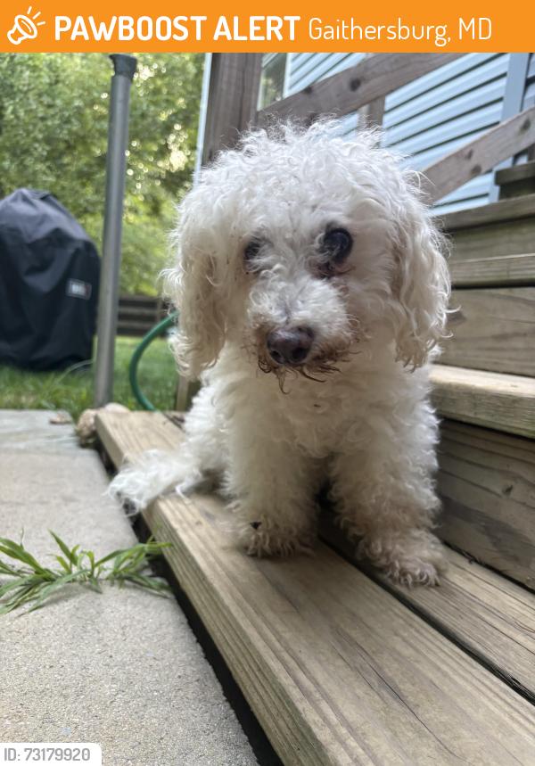 Found/Stray Male Dog last seen Alliston Hollow Way & Alliston Hollow Ct Intersection, Gaithersburg, MD 20879