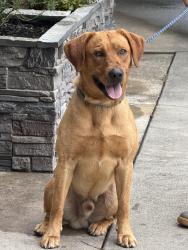 Reunited Male Dog last seen N Main St Mt Pleasant NC, Mount Pleasant, NC 28124