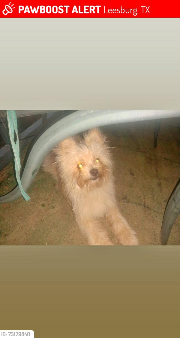 Lost Female Dog last seen County Road 3522 and County Road 3516 Leesburg TX, Leesburg, TX 75451