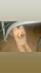 Lost Female Dog last seen County Road 3522 and County Road 3516 Leesburg TX, Leesburg, TX 75451
