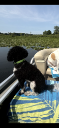 Lost Male Dog last seen Roxie's Restaurant, Kalamazoo, MI 49048