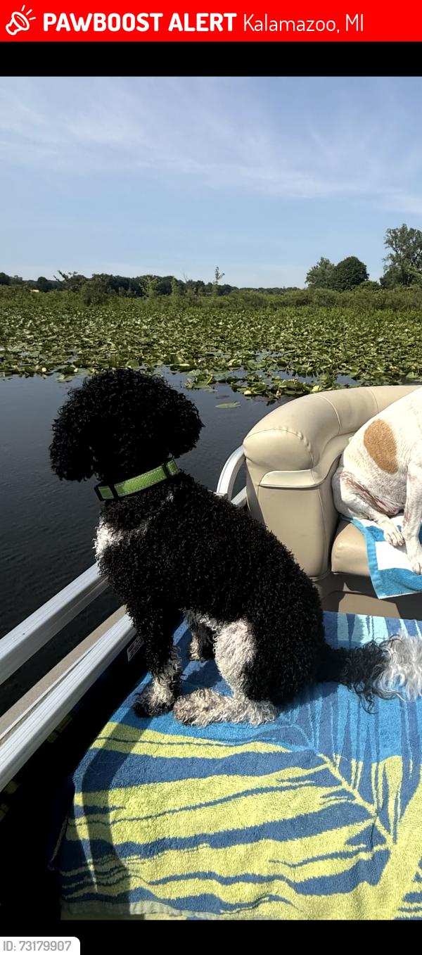 Lost Male Dog last seen Roxie's Restaurant, Kalamazoo, MI 49048