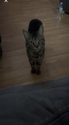 Lost Male Cat last seen Near e grassland cy, Spokane, WA 99217