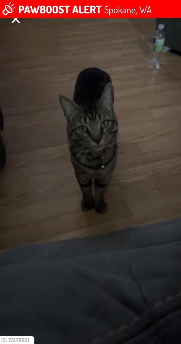 Lost Male Cat last seen Near e grassland cy, Spokane, WA 99217