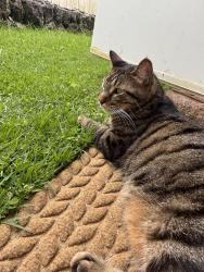 Lost Male Cat last seen Lunaai st, Kailua, HI 96734