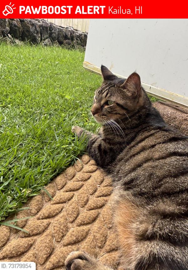 Lost Male Cat last seen Lunaai st, Kailua, HI 96734
