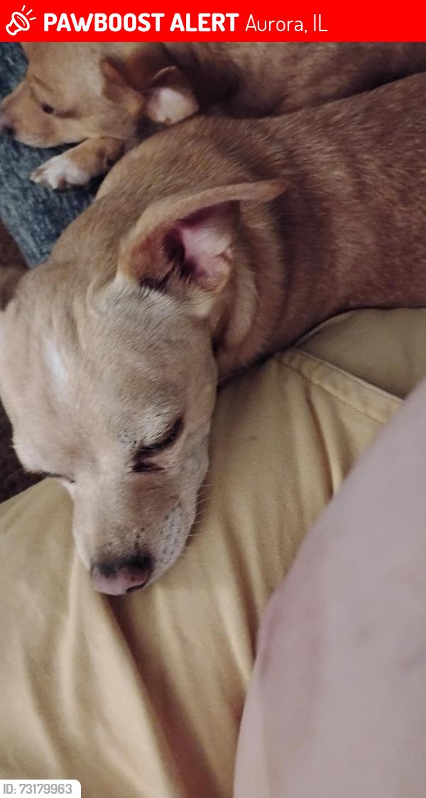 Lost Male Dog last seen Simms and Ashland, Aurora, IL 60505