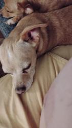 Lost Male Dog last seen Simms and Ashland, Aurora, IL 60505