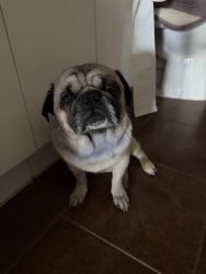 Reunited Male Dog last seen Near County Road 1107A, Cleburne, TX 76031