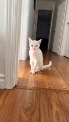 Lost Male Cat last seen Westhaven park, Garden Grove, CA 92840