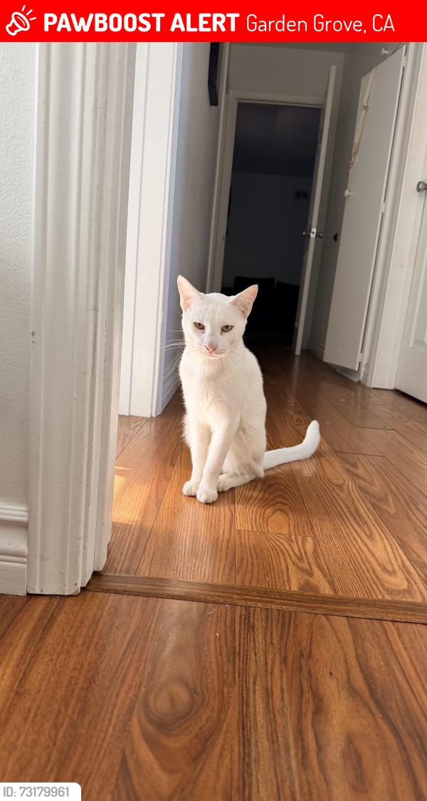 Lost Male Cat last seen Westhaven park, Garden Grove, CA 92840