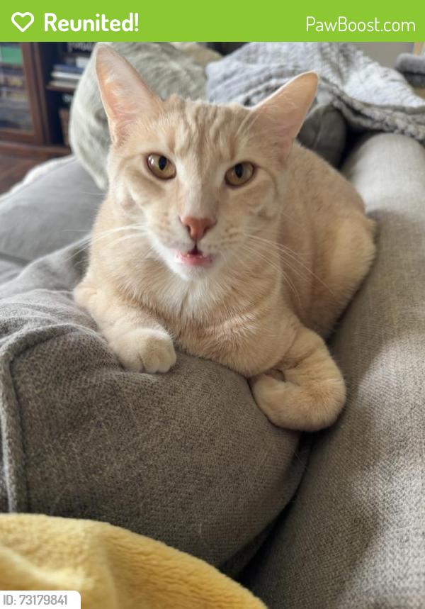 Reunited Male Cat last seen Near Pine Crest Ct, Gibsonia, PA 15044, USA, Gibsonia, PA 15044