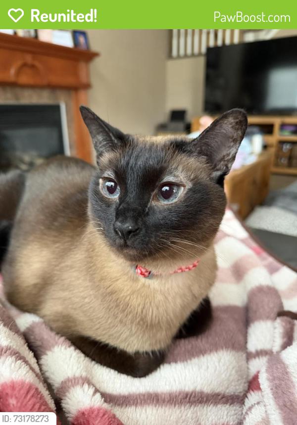 Reunited Female Cat last seen Canyon walk drive and mountain meadows, Ottawa, ON 