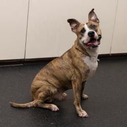 Shelter Stray Male Dog last seen , 361 S Raymond Ave, Pasadena, CA 91105, USA