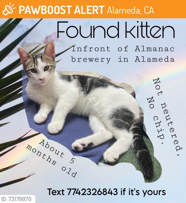Found/Stray Male Cat last seen Almanac brewery, Alameda, CA 94501