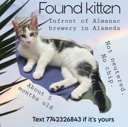 Found/Stray Male Cat last seen Almanac brewery, Alameda, CA 94501