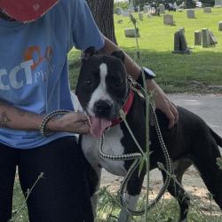 Shelter Stray Female Dog last seen , Animal Care & Control Team of Philly, 111 W Hunting Park Ave, Philadelphia, PA 19140, USA