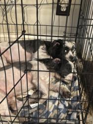 Lost Male Dog last seen Puritan and Livernois, Detroit, MI 48238