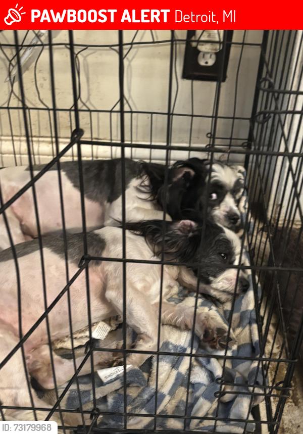 Lost Male Dog last seen Puritan and Livernois, Detroit, MI 48238