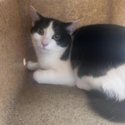 Shelter Stray Female Cat last seen , Animal Care & Control Team of Philly, 111 W Hunting Park Ave, Philadelphia, PA 19140, USA