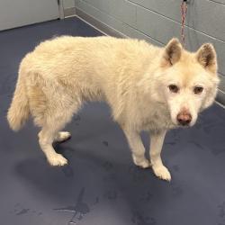 Shelter Stray Male Dog last seen , 980 Guilford College Rd, Greensboro, NC 27409, USA