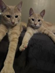 Lost Male Cat last seen Firewood St Athens Ga, Athens, GA 30605