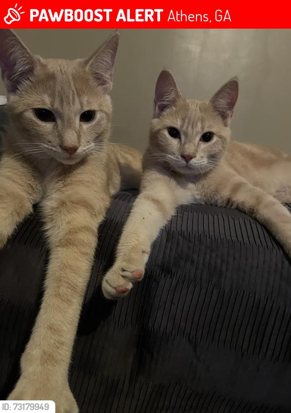 Lost Male Cat last seen Firewood St Athens Ga, Athens, GA 30605