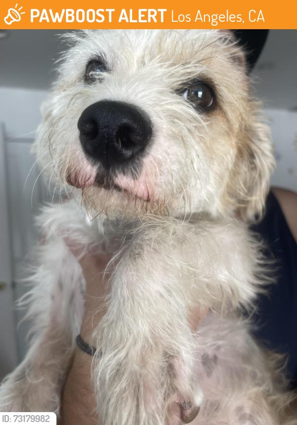 Found/Stray Male Dog last seen North central, Los Angeles, CA 90012