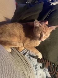 Found/Stray Female Cat last seen Corner of Division St. W and 4th AVE SW, 3 blocks from the Library, Faribault, MN 55021