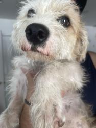 Found/Stray Male Dog last seen North central, Los Angeles, CA 90012