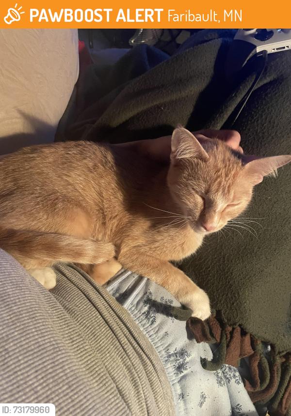 Found/Stray Female Cat last seen Corner of Division St. W and 4th AVE SW, 3 blocks from the Library, Faribault, MN 55021