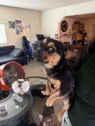 Reunited Female Dog last seen Logan, Pomona, CA 91767