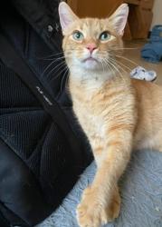 Lost Male Cat last seen Maple Hills Park, Cross Lanes, WV 25313