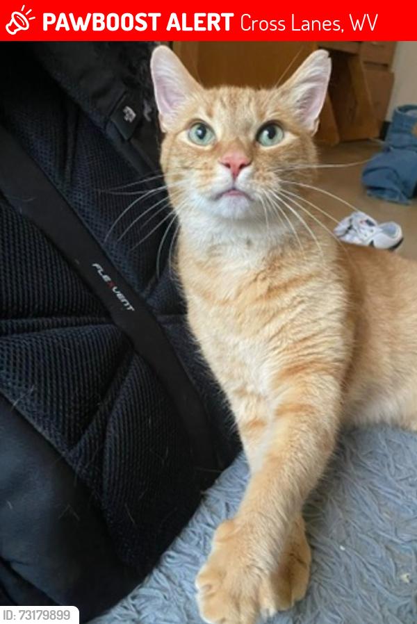 Lost Male Cat last seen Maple Hills Park, Cross Lanes, WV 25313