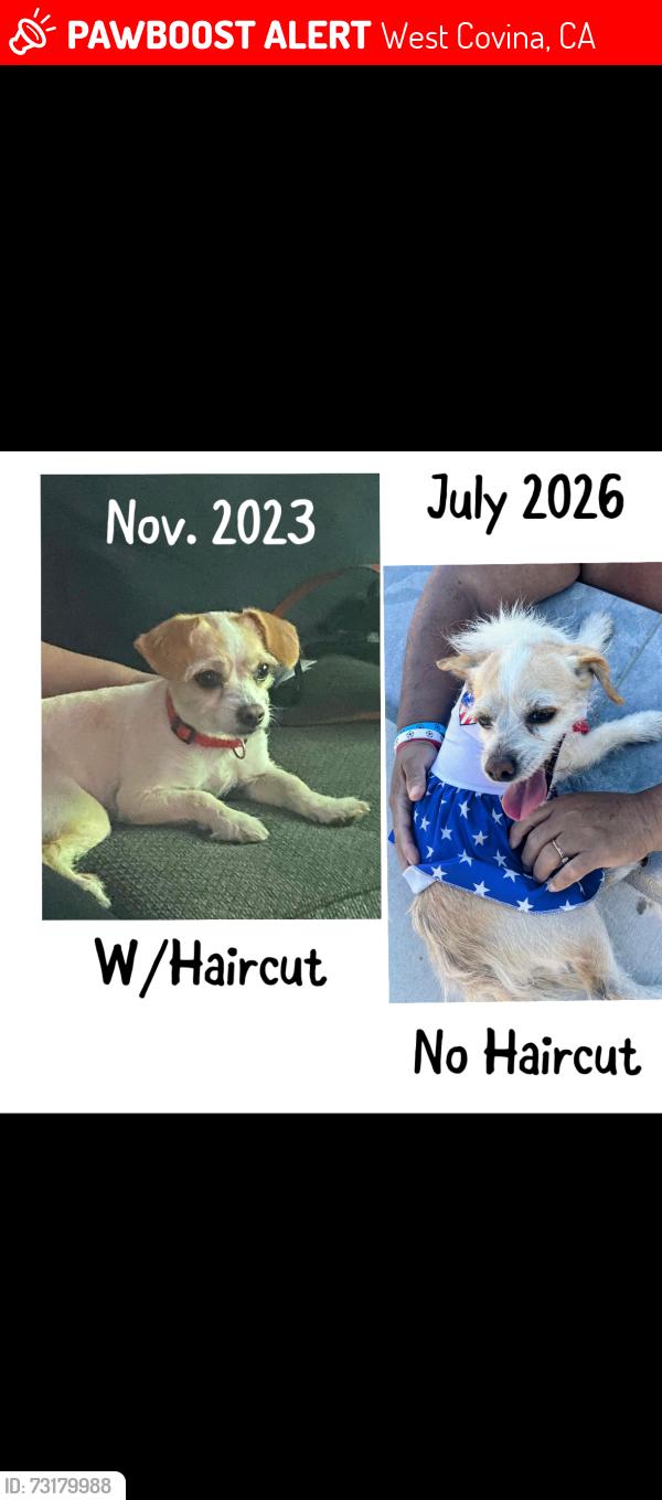 Lost Female Dog last seen N Vincent Ave, West Covina, CA 91790