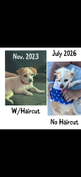 Lost Female Dog last seen N Vincent Ave, West Covina, CA 91790