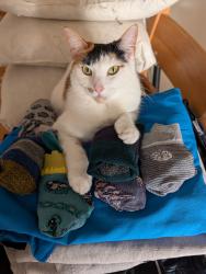 Lost Female Cat last seen Widnes Station, Halton, England WA8 9QH