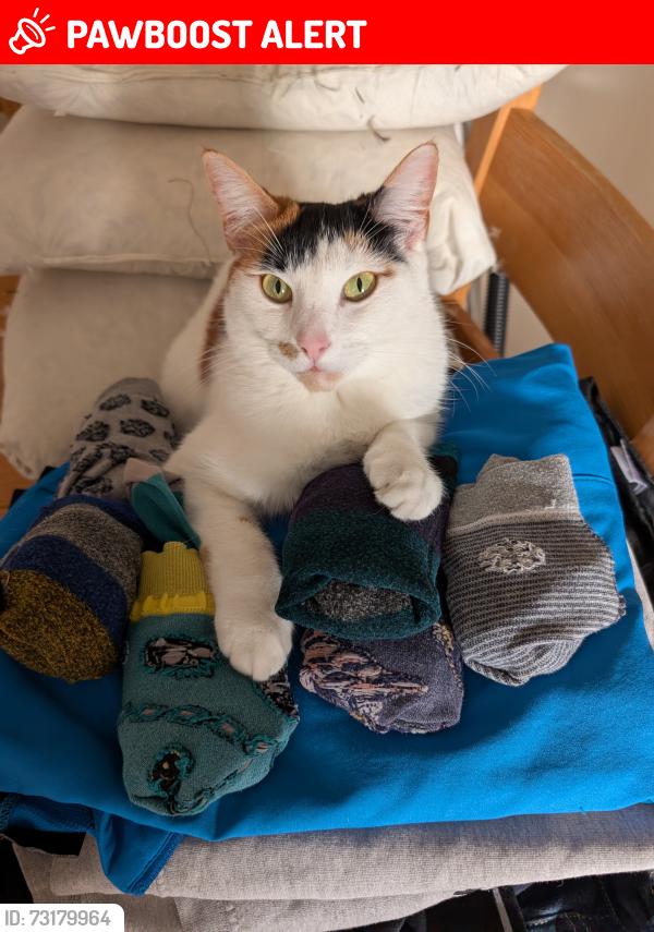 Lost Female Cat last seen Widnes Station, Halton, England WA8 9QH