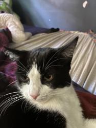 Lost Male Cat last seen Marriott rd, Royston, BC V9N 9T8