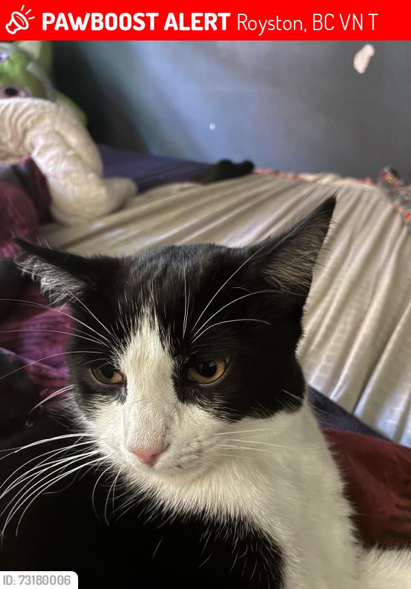 Lost Male Cat last seen Marriott rd, Royston, BC V9N 9T8