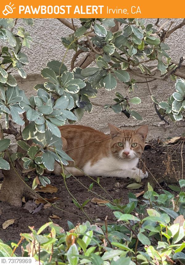 Found/Stray Unknown Cat last seen cndmnium gated neighborhood located near oak creek shopping plaza (club studio)), Irvine, CA 92618