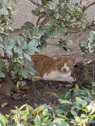 Found/Stray Unknown Cat last seen cndmnium gated neighborhood located near oak creek shopping plaza (club studio)), Irvine, CA 92618