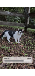 Found/Stray Unknown Cat last seen Sockwell/61, Sockwell Rd, NC 27249